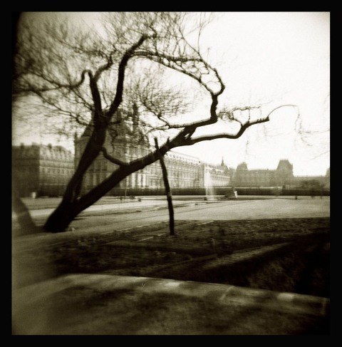 le vieil arbre des Tuileries