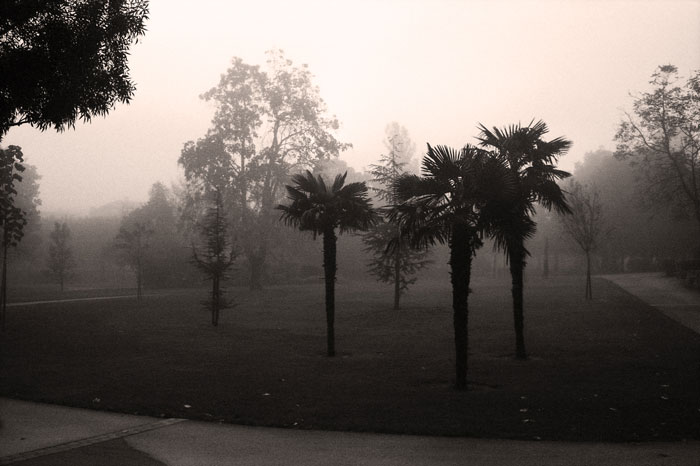 Palmiers dans la brume