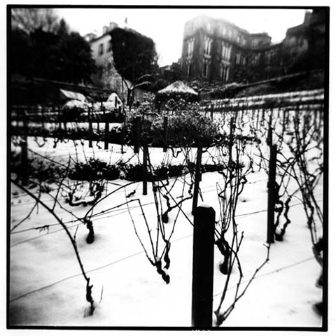 les vignes de montmartre