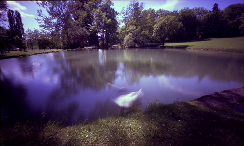 Le Cygne