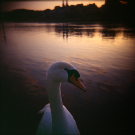 cygne 01