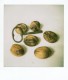 sx-70+blend