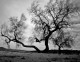 Baie des Canoubiers dbut de mistral ...
(Zeroimage 4x5 - Bergger 200 - 50 mm)