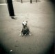 Holga CFN
Ilford FP4 125 iso